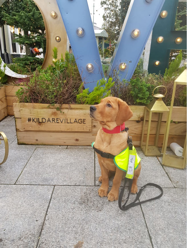 Hank - Guide Dog for the Blind, at Kildare Village