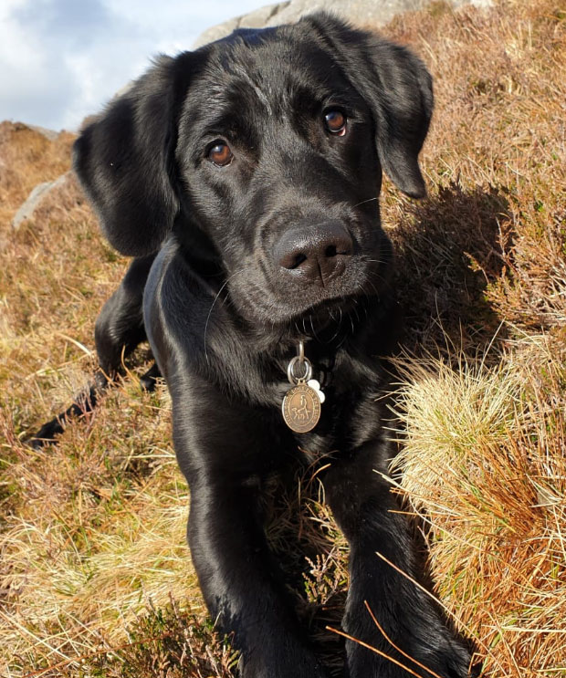 Izzy - Guide Dog for the Blind