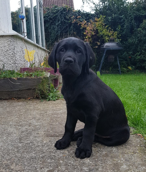Guide Dogs Puppy - Izzy