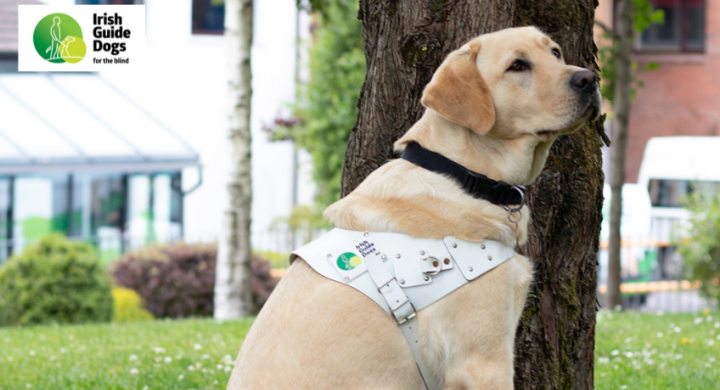 Aska - our sponsored Irish Guide Dog for the blind