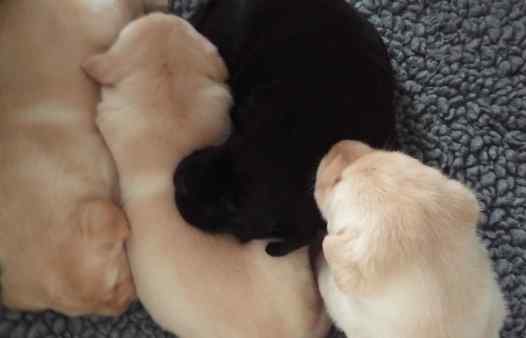 guide_dogs_puppies